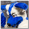 Eurofurence 2014 fursuit photoshoot. Preview picture of Arctic Steve